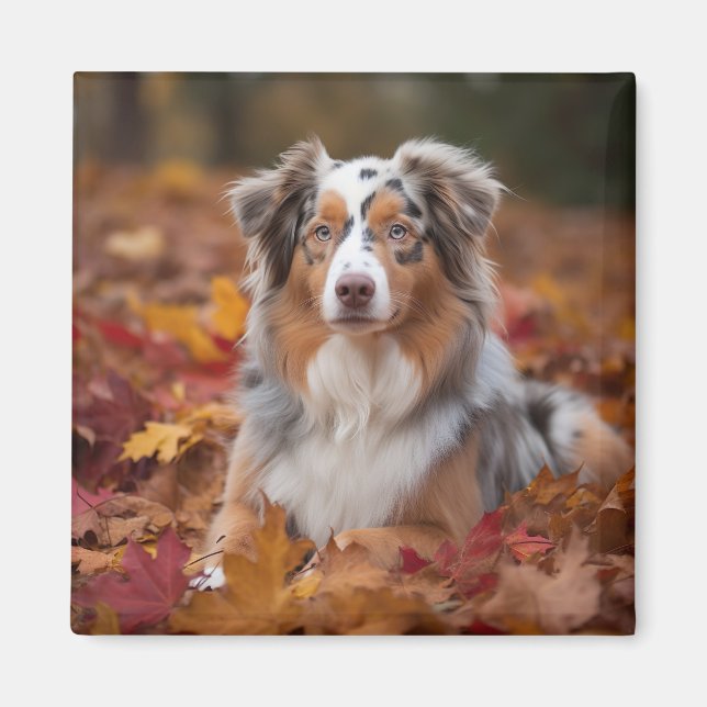 Australischer Schäferhund im Herbstfall Inspiriert Magnet (Vorne)