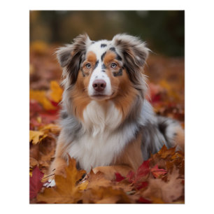 Australischer Schäferhund im Herbstfall Inspiriert Poster