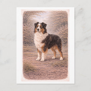 Australischer Schäferhund im Vintage-Stil Postkarte