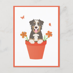 Australischer Schäferhund in Blume Pot Postkarte