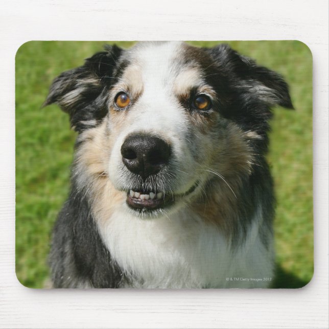 Australischer Schäferhund lächelt vor der Kamera Mousepad (Vorne)
