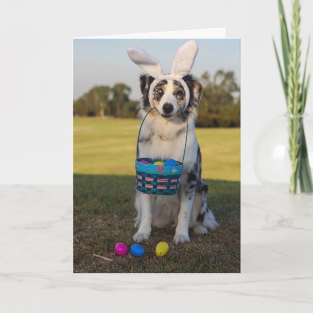Australischer Schäferhund mit Ostereiern Feiertagskarte (Vorderseite)