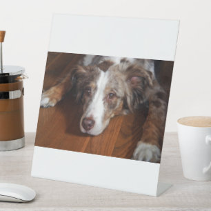 Australischer Schäferhund Red Merle liegt flach Sockelschild