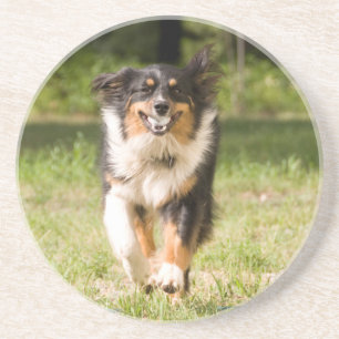 Australischer Schäferhund spielt mit Ball Getränkeuntersetzer