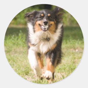 Australischer Schäferhund spielt mit Ball Runder Aufkleber