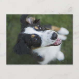 Australischer Schäferhund stehend an Hinterbeinen Postkarte
