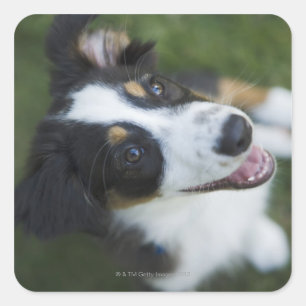 Australischer Schäferhund stehend an Hinterbeinen Quadratischer Aufkleber