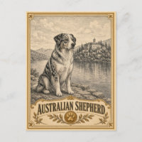 Australischer Schäferhund, Vintage Heritage Hund