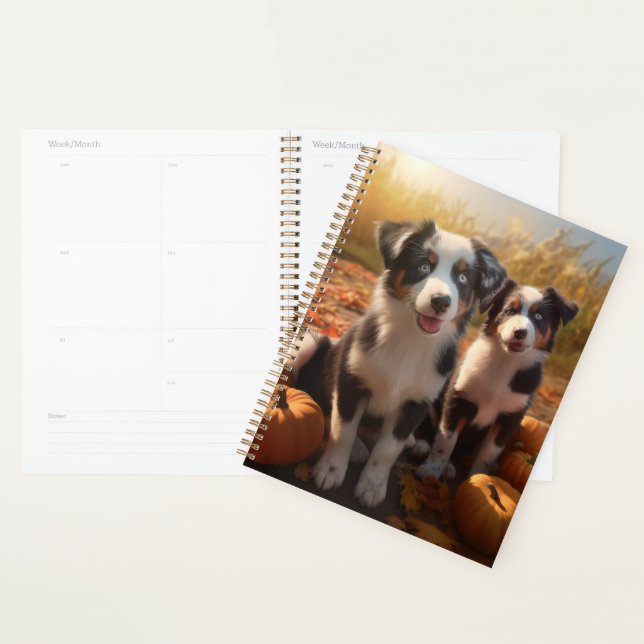Australischer Schäferhund Welpe Autumn Delight Pum Planer (Anzeige)