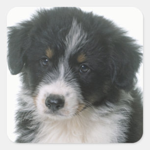 Australischer Schäferhund Welpe Hundeliebe Aussie Quadratischer Aufkleber