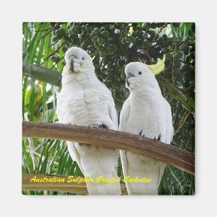 Australischer SchwefelCockatoo mit Haube Magnet