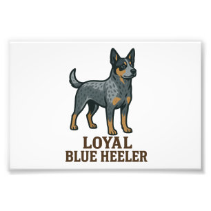 Australischer Treibhund Loyal Blue Heeler Fotodruck