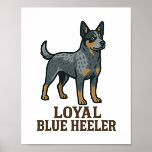 Australischer Treibhund Treuer Blauer Heeler Poster
