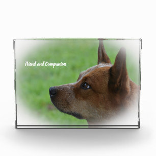 Australischer Tüderhund Fotoblock