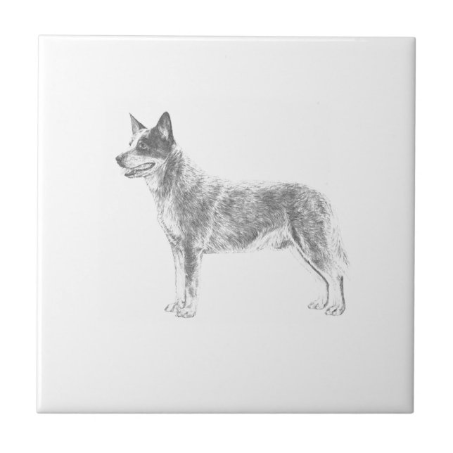 Australischer Vieh-Hund Fliese (Vorderseite)