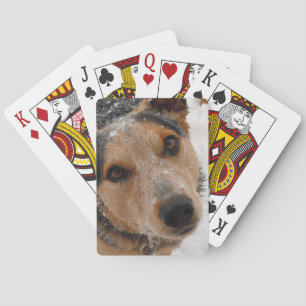 Australischer Vieh-Hund im Schnee - Western Spielkarten