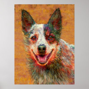 australischer Viehhund Poster