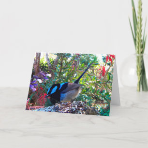 Australischer Vogel, Superb Fairy Wren. Karte