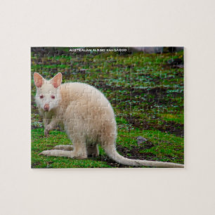 Australisches Albino-Känguru