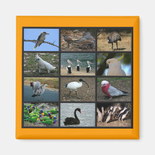 Australisches Birdwatchers Collage Magnet