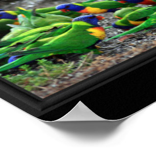 Australisches Birdwatchers Collage Poster