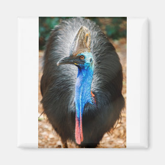 Australisches Cassowary Magnet