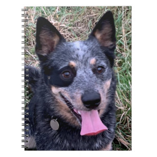 Australisches Cattle Dog-Notebook Notizblock