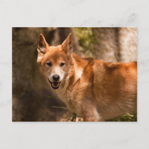 Australisches dingo Postkarte