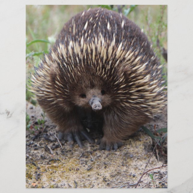 Australisches Echidna-Süße Tier-Foto (Vorderseite)