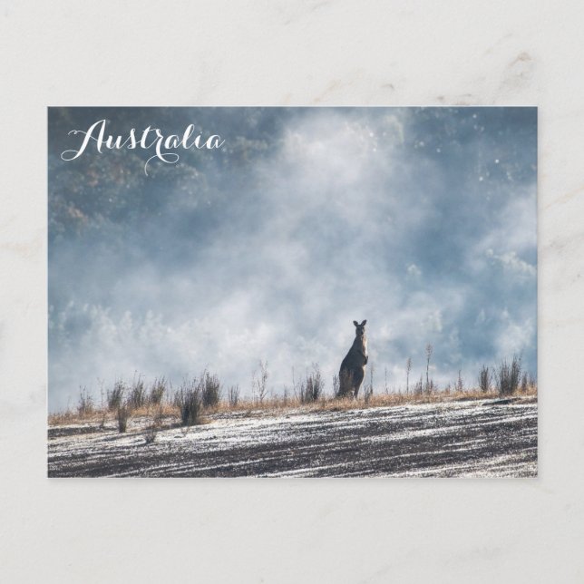 Australisches Kangaroo Travel Foto Postkarte (Vorderseite)