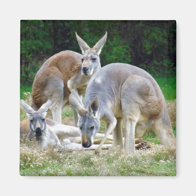 Australisches Kangaroos Entspannen in der Sonne Magnet (Vorne)