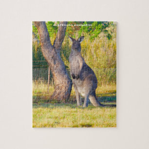 Australisches Känguru
