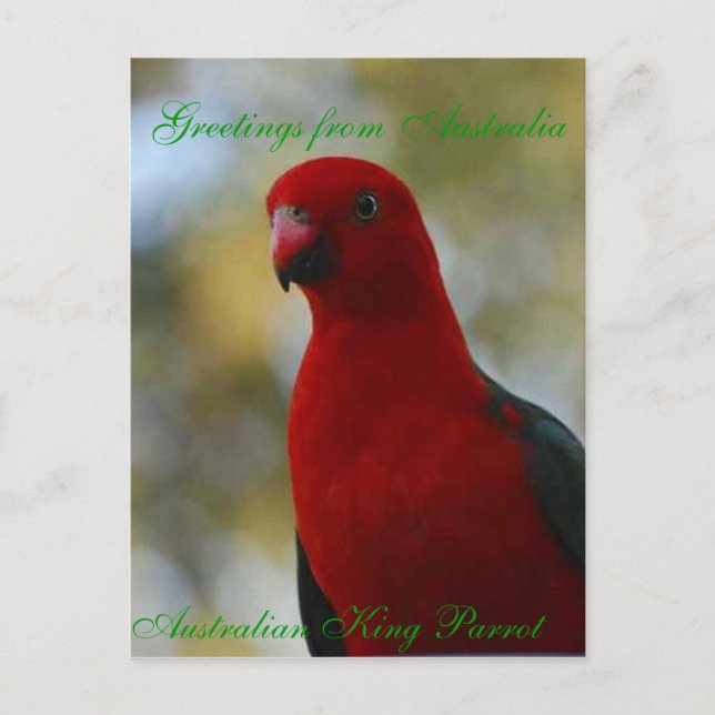 Australisches King Parrot Poster Postkarte (Vorderseite)