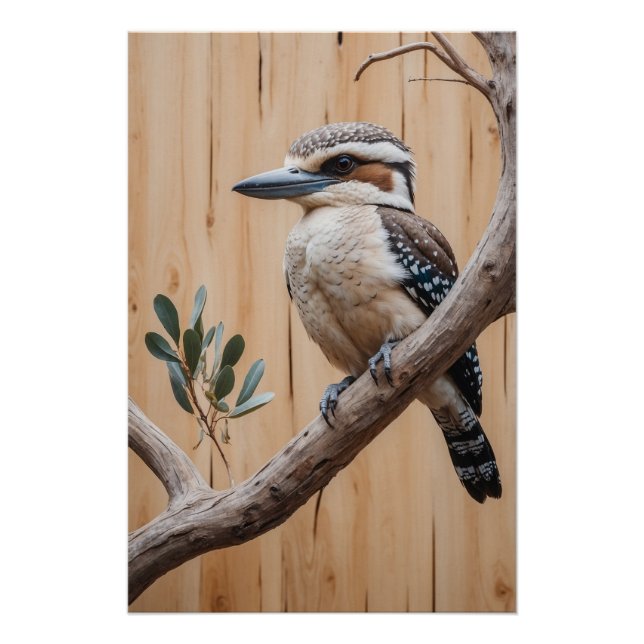 Australisches Kookaburra in einer Baumart Poster (Vorderseite)