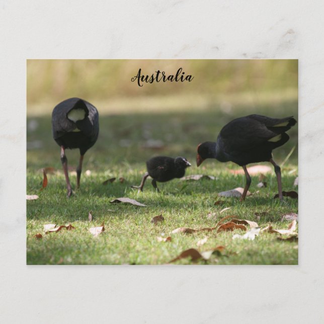 Australisches Lila Swamphen & Baby Chick Postkarte (Vorderseite)