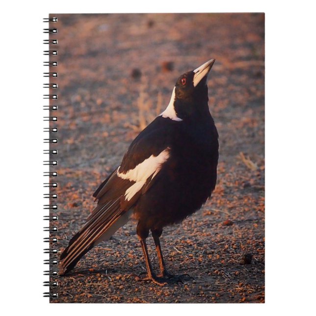 Australisches Magpie-Notebook Notizblock (Vorderseite)