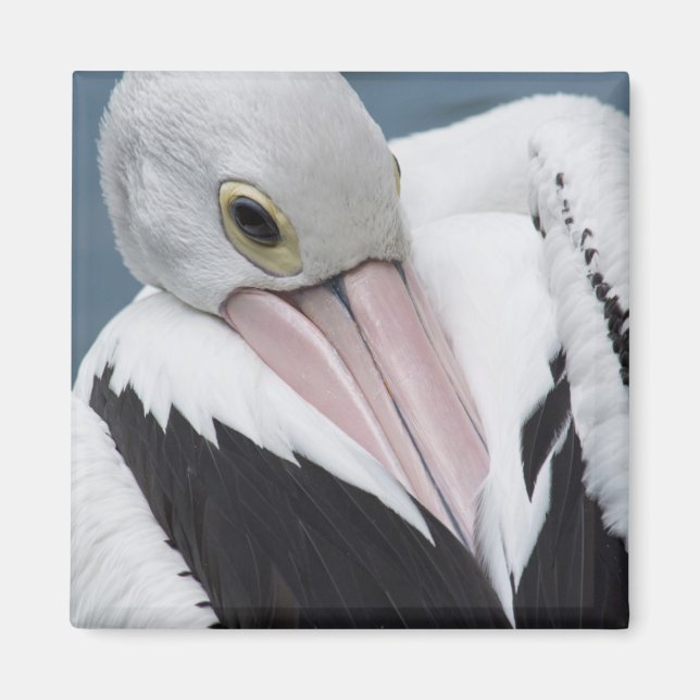 Australisches Pelikan nah Magnet (Vorne)