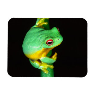 Australisches Rotes Auge Treefrog, Litoria chloris Magnet