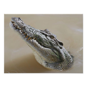 Australisches Salzwasser-Krokodil Darwin Fotodruck