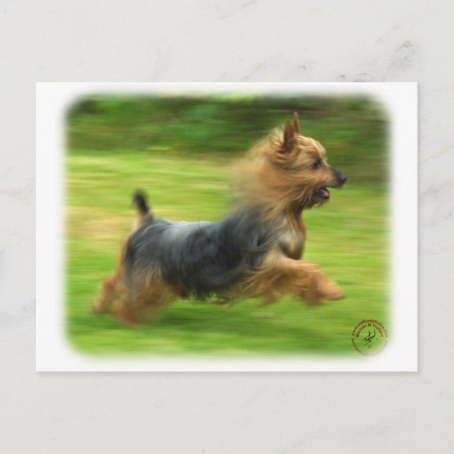 Australisches Silky Terrier Design Postkarte (Vorderseite)