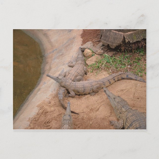Australisches Süßwasser-Krokodil Postkarte (Vorderseite)