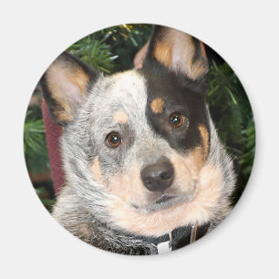 Australisches Vieh-HundeFoto Magnet
