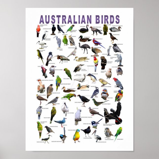 Australisches Vogeldiagramm Poster (Vorne)