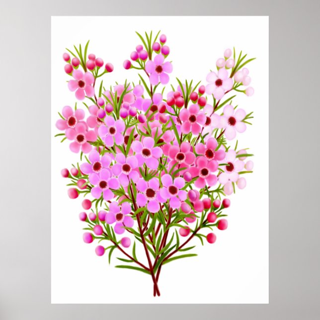 Australisches Waxflower Bouquet Poster (Vorne)
