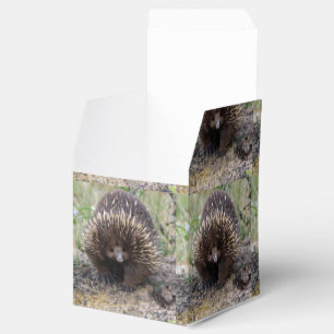 Australisches Wild-Echidna-Foto Geschenkschachtel