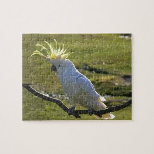 Australisches Yellow Sulfur Crested Cockatoo
