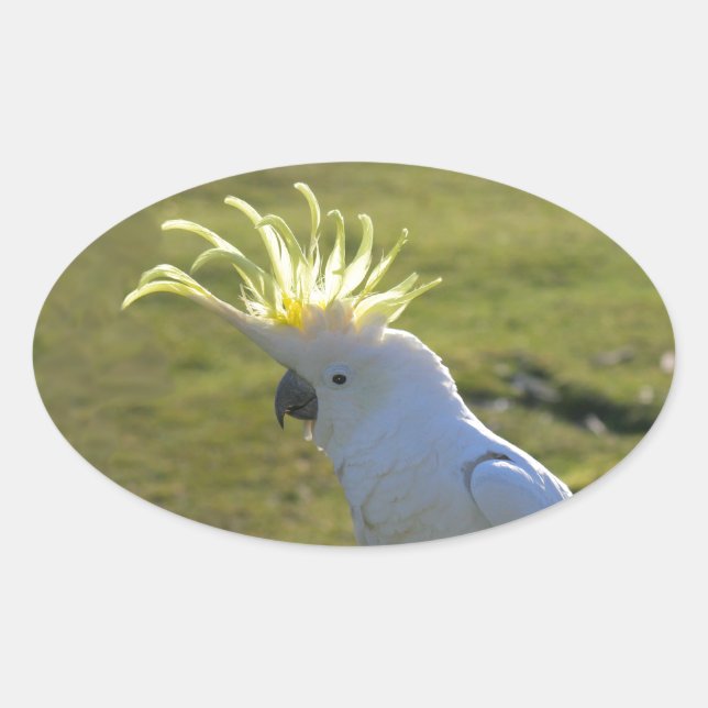 Australisches Yellow Sulfur Crested Cockatoo Ovaler Aufkleber (Vorderseite)