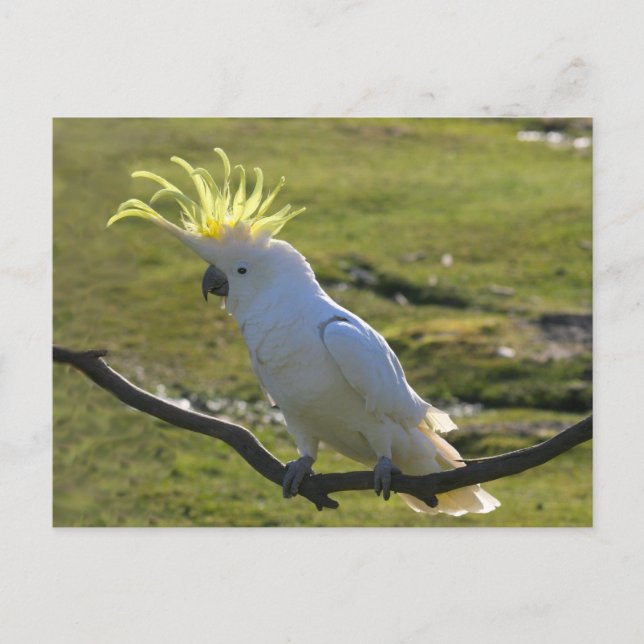 Australisches Yellow Sulfur Crested Cockatoo Postkarte (Vorderseite)