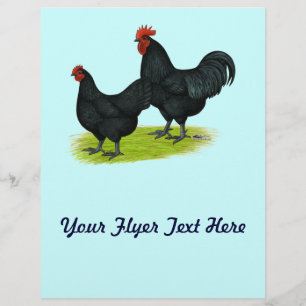 Australorp Black Chickens Flyer