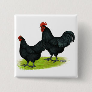 Australorp schwarze Hühner Button